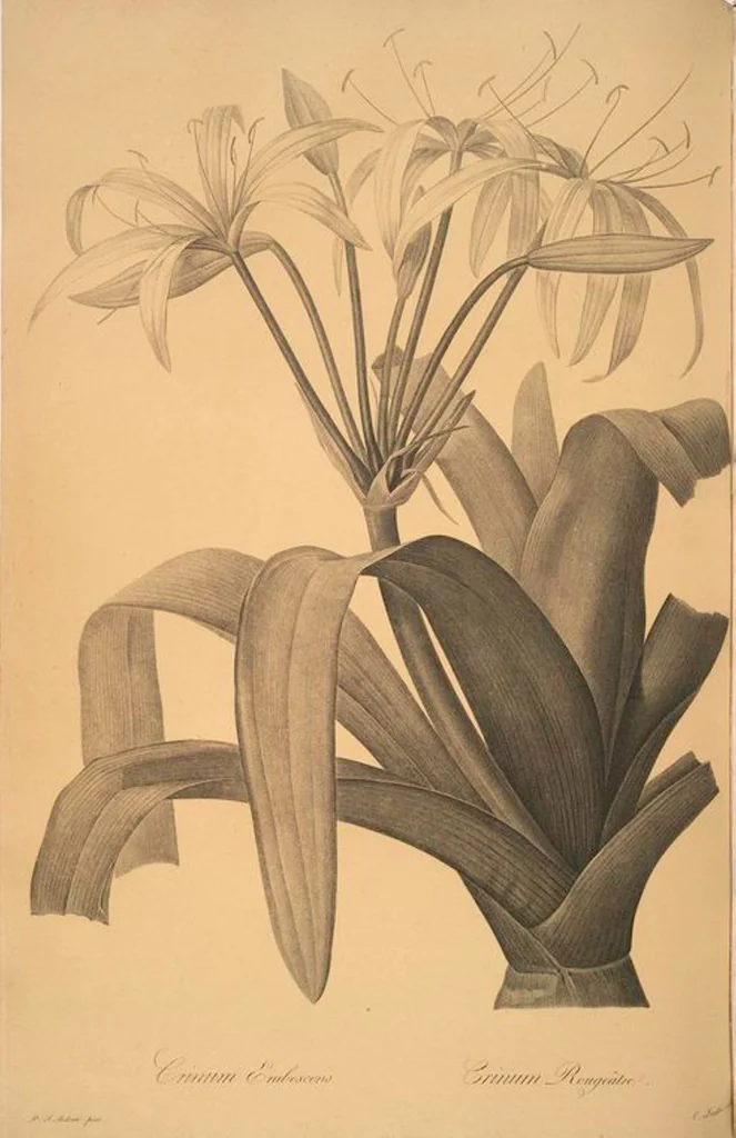 An illustration from Les liliacées, 1805, leaf 29