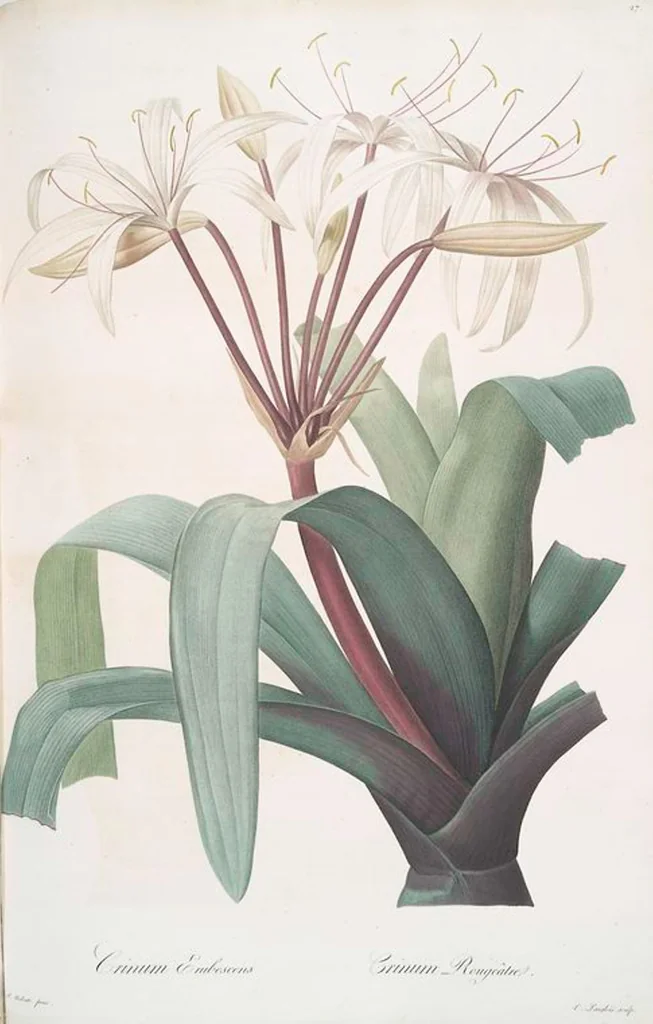 An illustration from Les liliacées, 1805, leaf 29