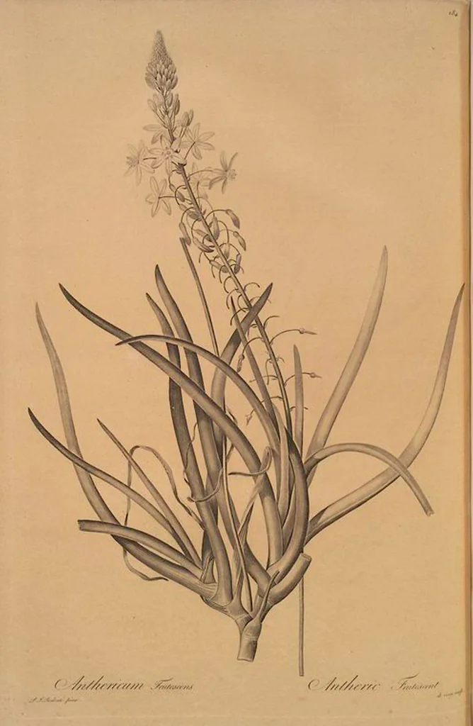 An illustration from Les liliacées, 1805, leaf 290