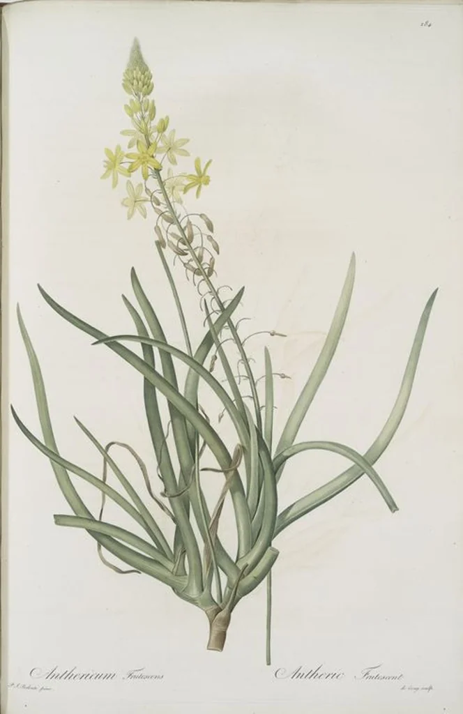 An illustration from Les liliacées, 1805, leaf 290