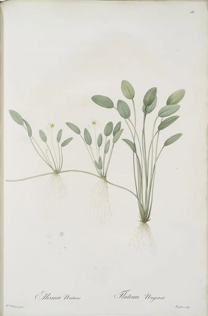 An illustration from Les liliacées, 1805, leaf 291
