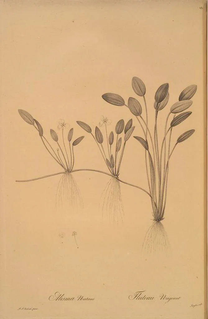 An illustration from Les liliacées, 1805, leaf 291