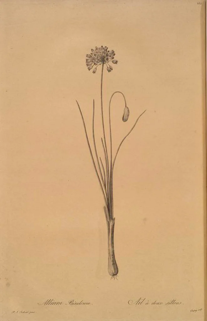 An illustration from Les liliacées, 1805, leaf 292