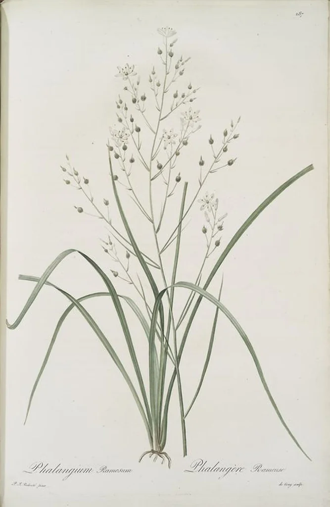 An illustration from Les liliacées, 1805, leaf 293