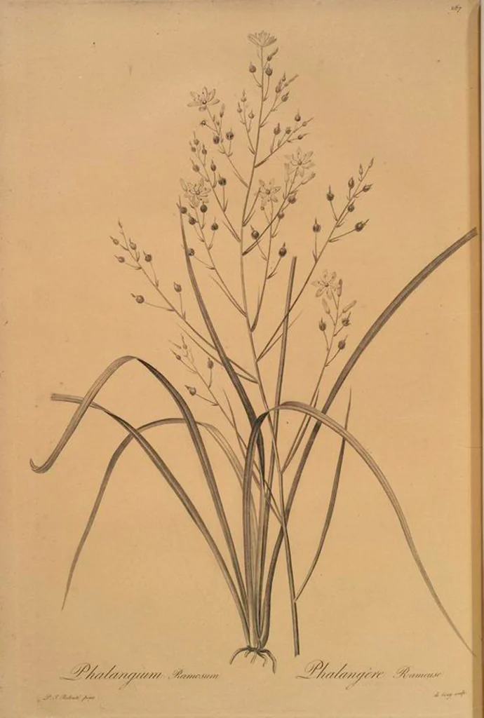 An illustration from Les liliacées, 1805, leaf 293