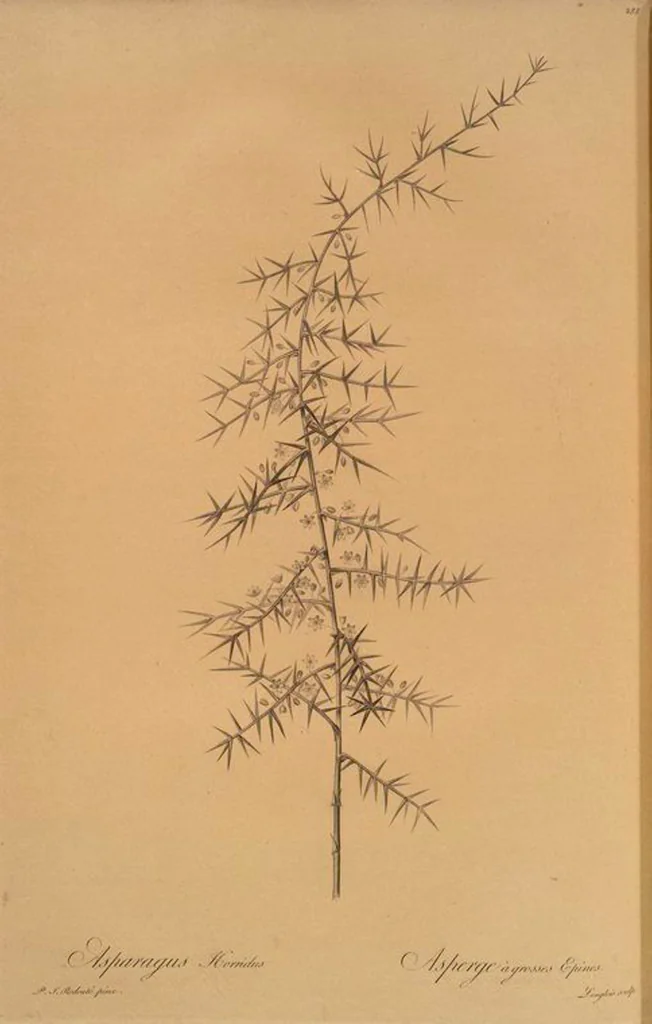 An illustration from Les liliacées, 1805, leaf 294