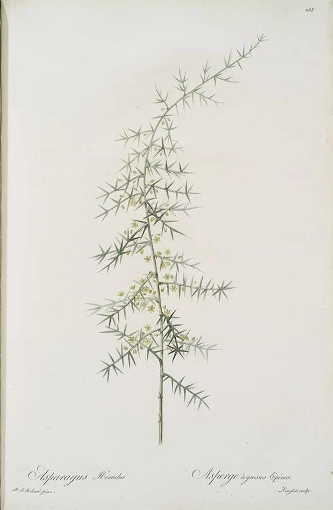 An illustration from Les liliacées, 1805, leaf 294