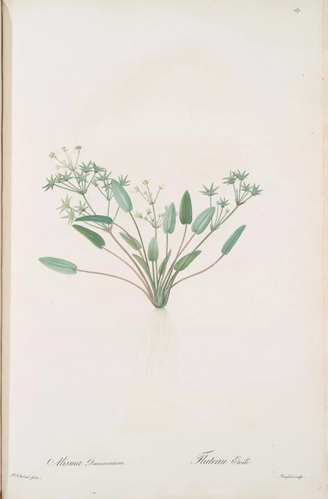 An illustration from Les liliacées, 1805, leaf 295