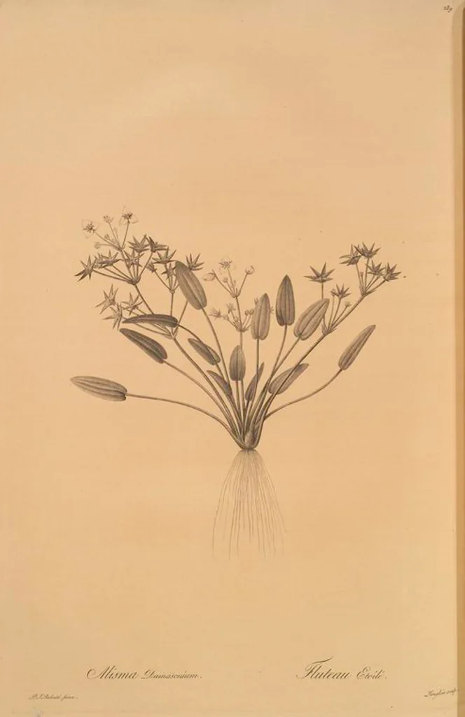 An illustration from Les liliacées, 1805, leaf 295