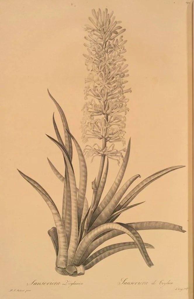 An illustration from Les liliacées, 1805, leaf 296