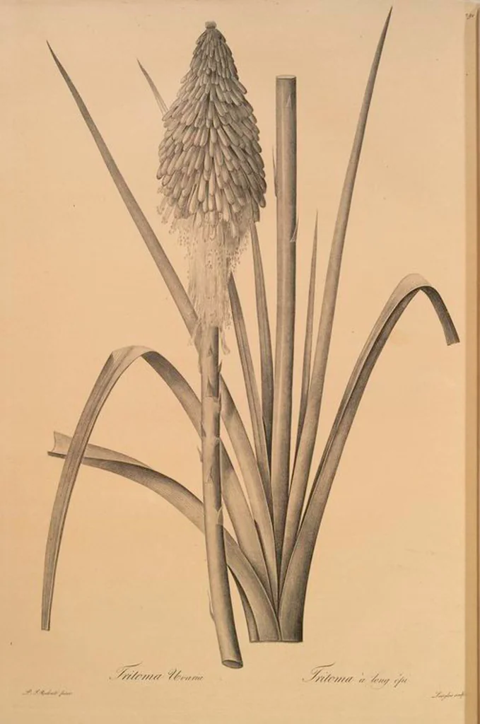 An illustration from Les liliacées, 1805, leaf 297