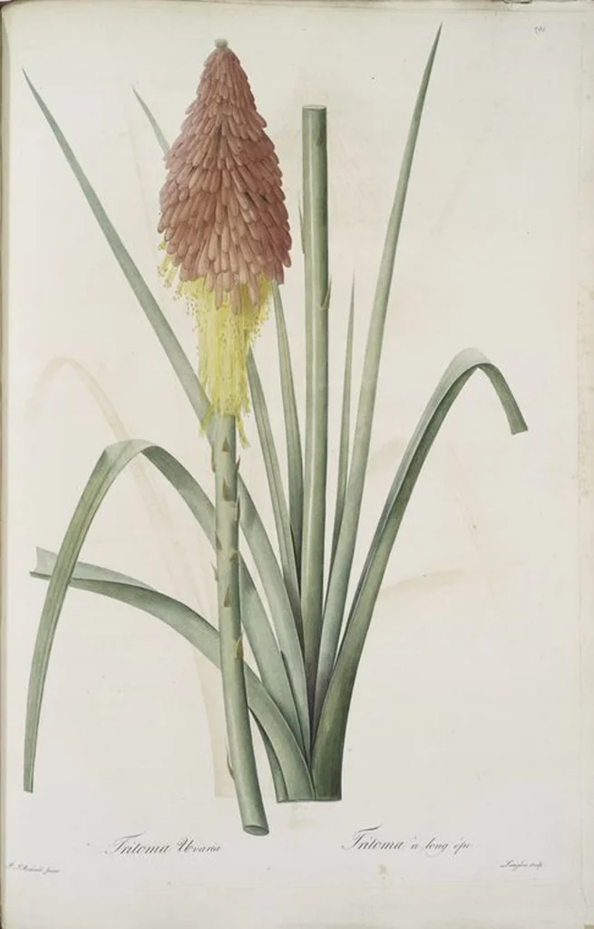 An illustration from Les liliacées, 1805, leaf 297