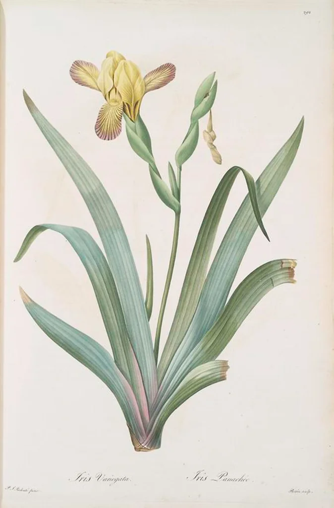 An illustration from Les liliacées, 1805, leaf 298