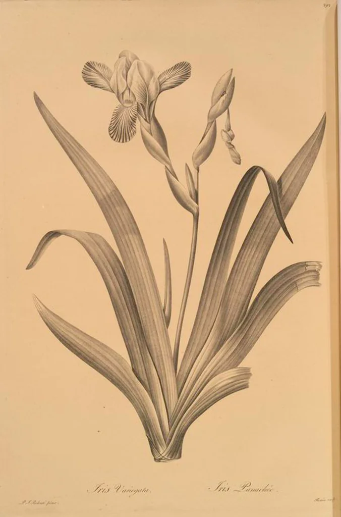 An illustration from Les liliacées, 1805, leaf 298