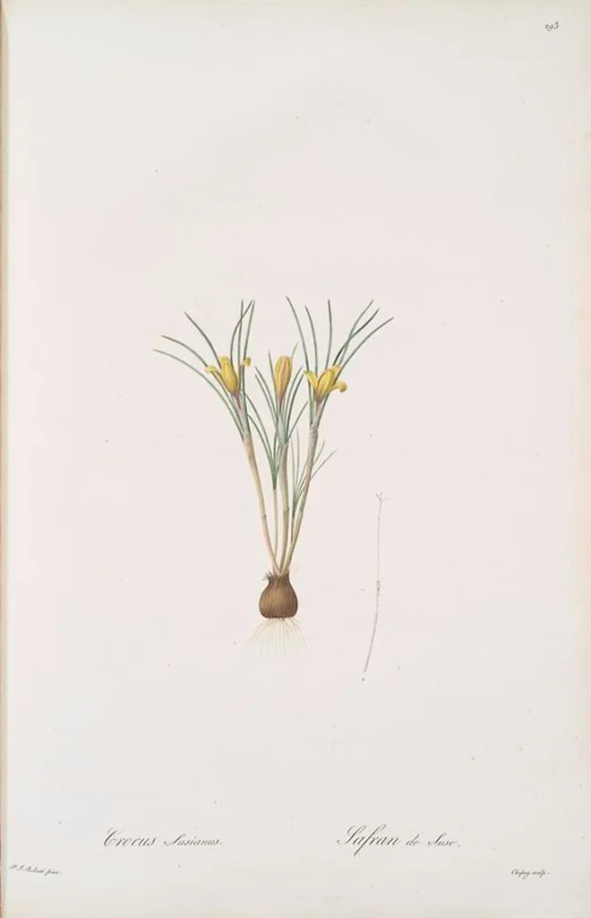 An illustration from Les liliacées, 1805, leaf 299