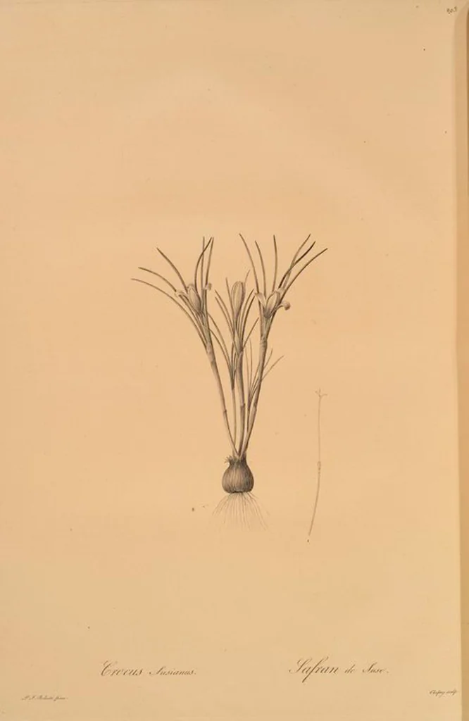 An illustration from Les liliacées, 1805, leaf 299