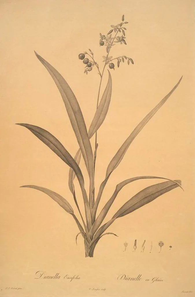 An illustration from Les liliacées, 1805, leaf 3