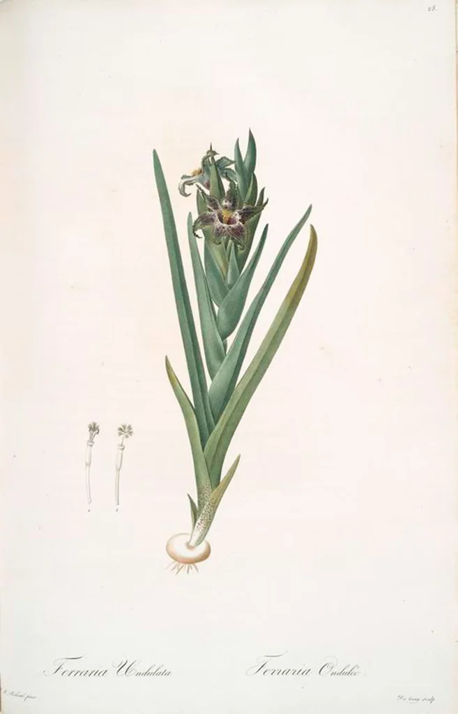 An illustration from Les liliacées, 1805, leaf 30