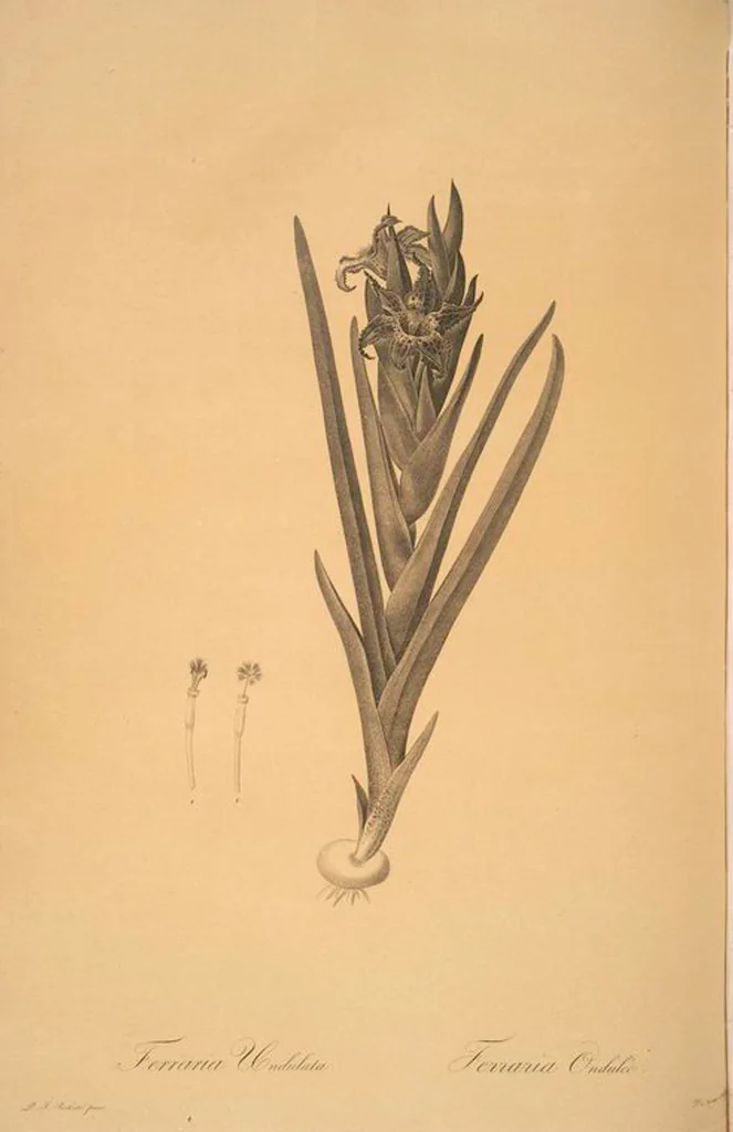 An illustration from Les liliacées, 1805, leaf 30