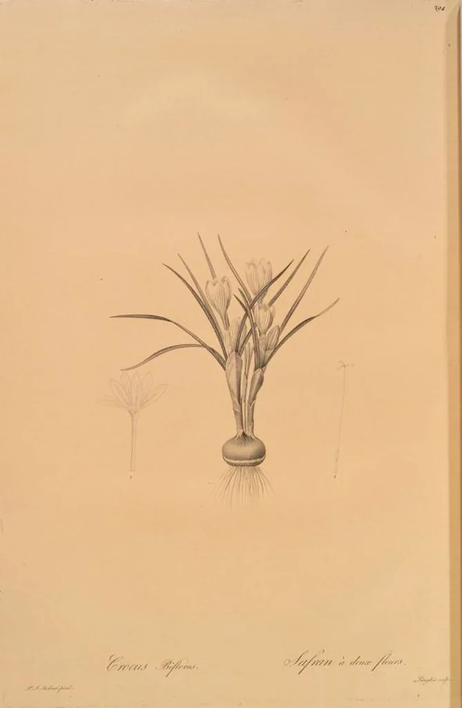 An illustration from Les liliacées, 1805, leaf 300