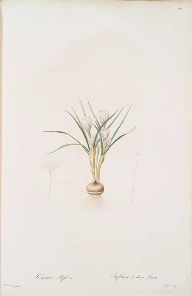 An illustration from Les liliacées, 1805, leaf 300