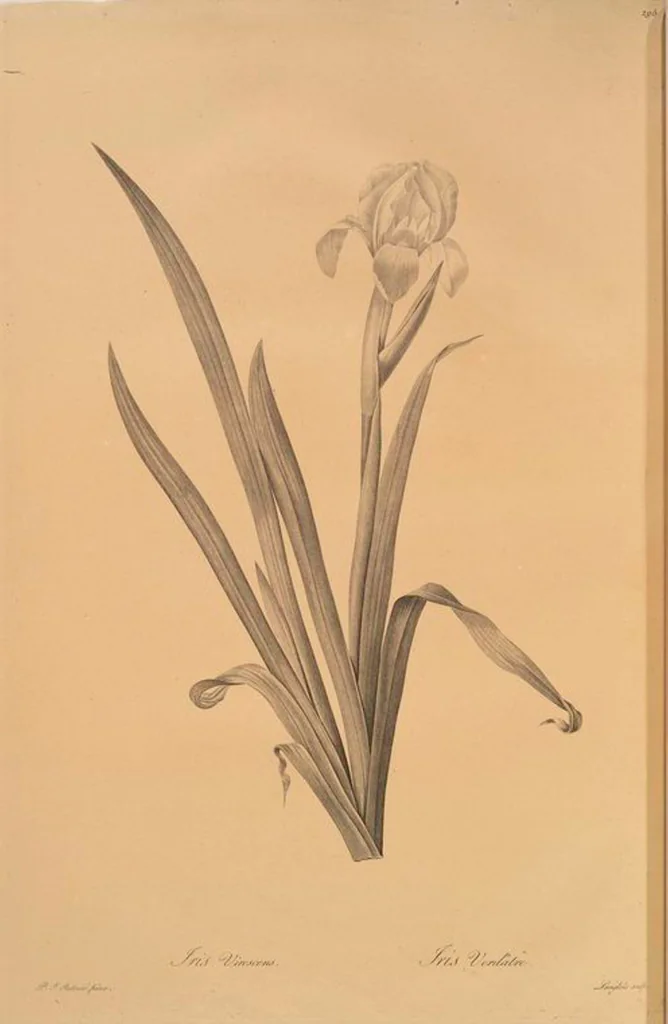 An illustration from Les liliacées, 1805, leaf 301