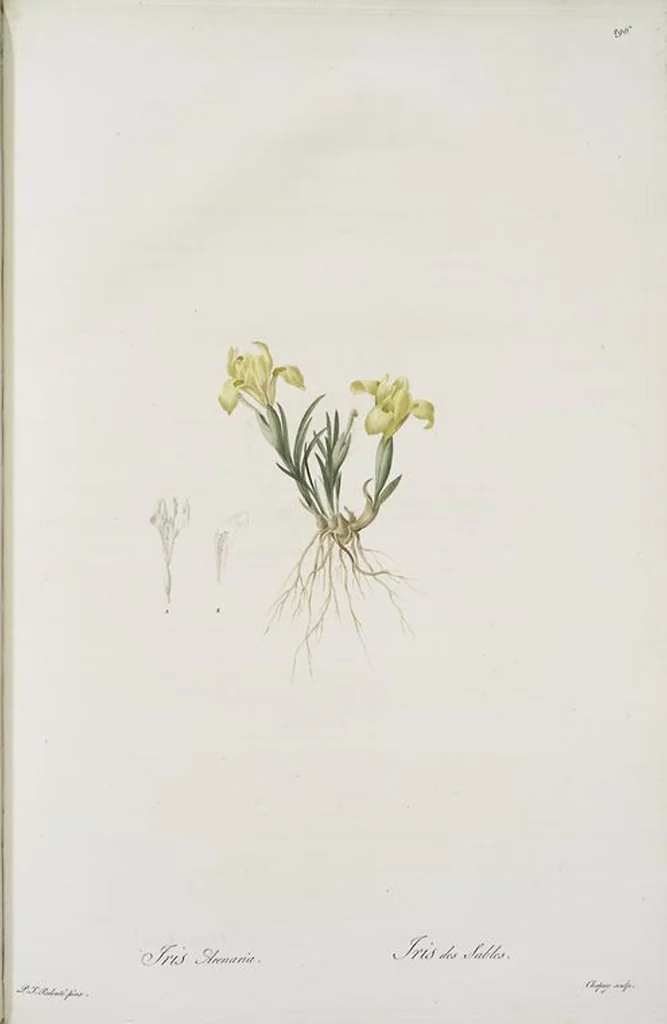 An illustration from Les liliacées, 1805, leaf 302