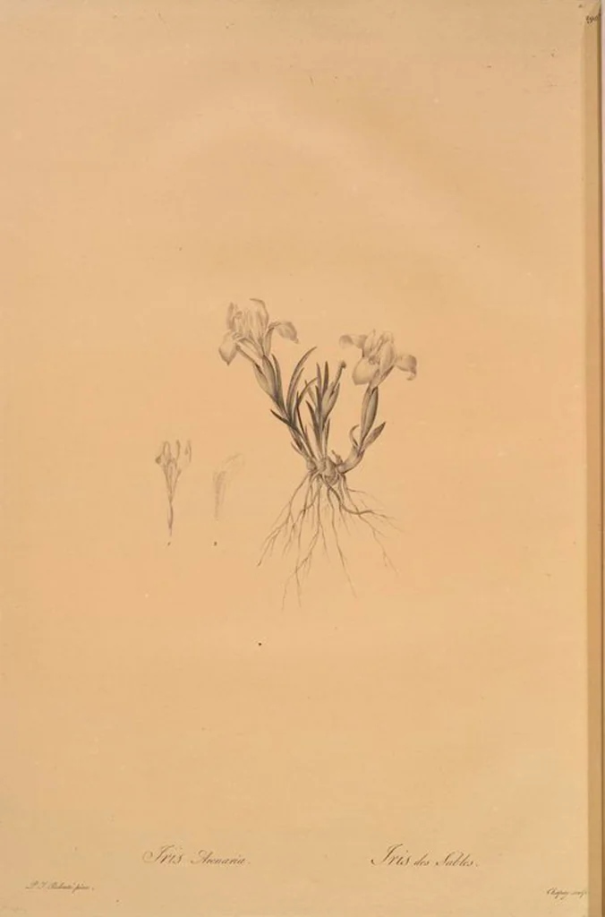 An illustration from Les liliacées, 1805, leaf 302