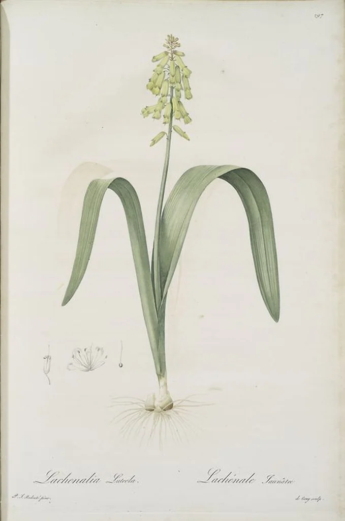 An illustration from Les liliacées, 1805, leaf 303