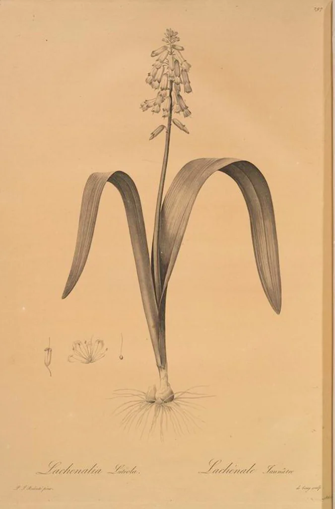 An illustration from Les liliacées, 1805, leaf 303