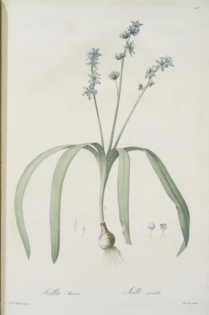 An illustration from Les liliacées, 1805, leaf 304