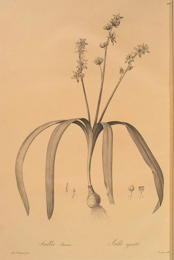 An illustration from Les liliacées, 1805, leaf 304