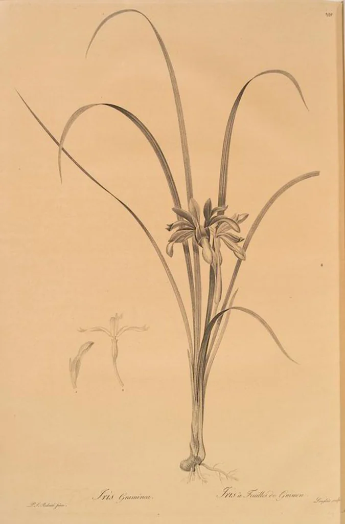 An illustration from Les liliacées, 1805, leaf 305
