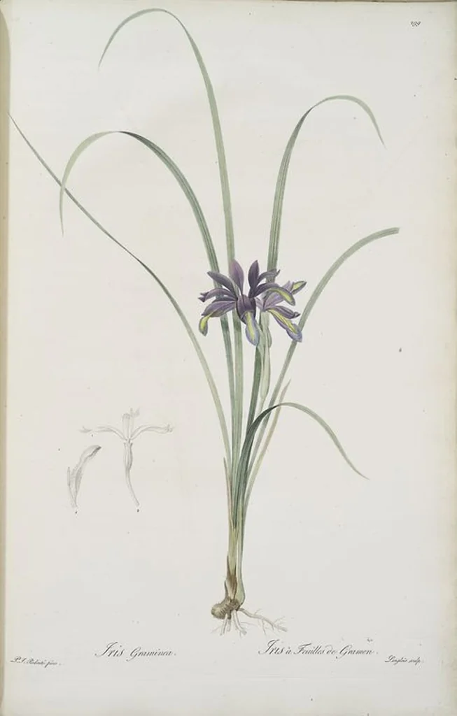 An illustration from Les liliacées, 1805, leaf 305