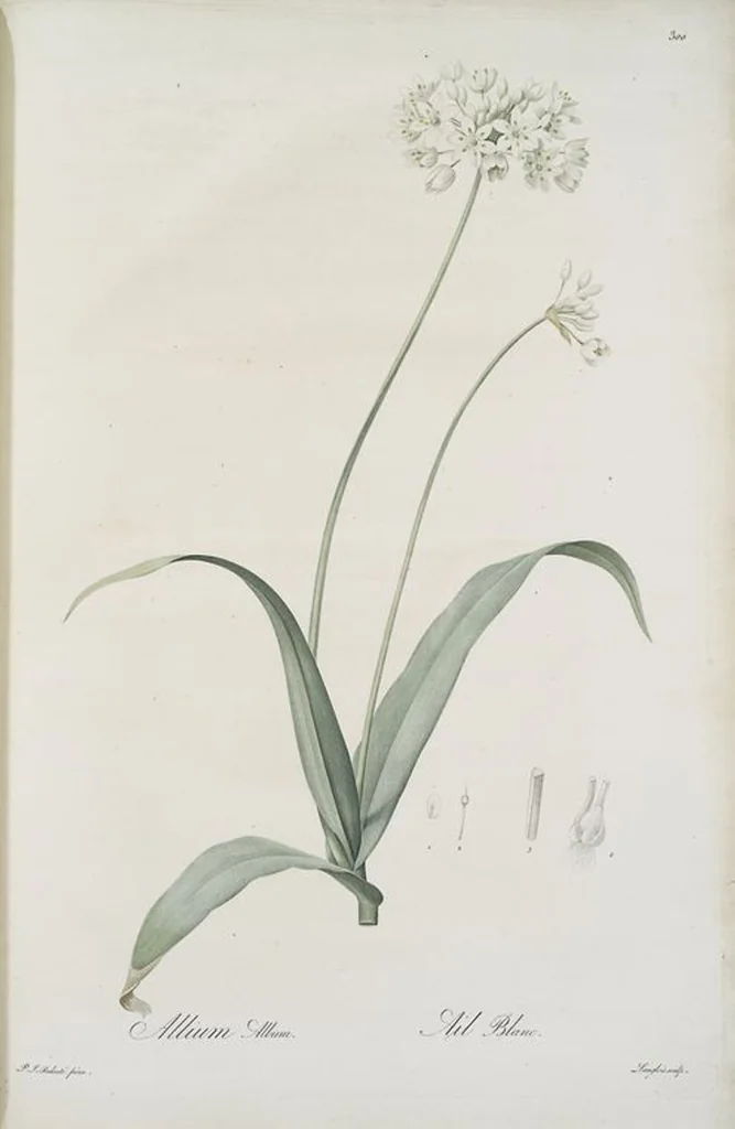 An illustration from Les liliacées, 1805, leaf 306