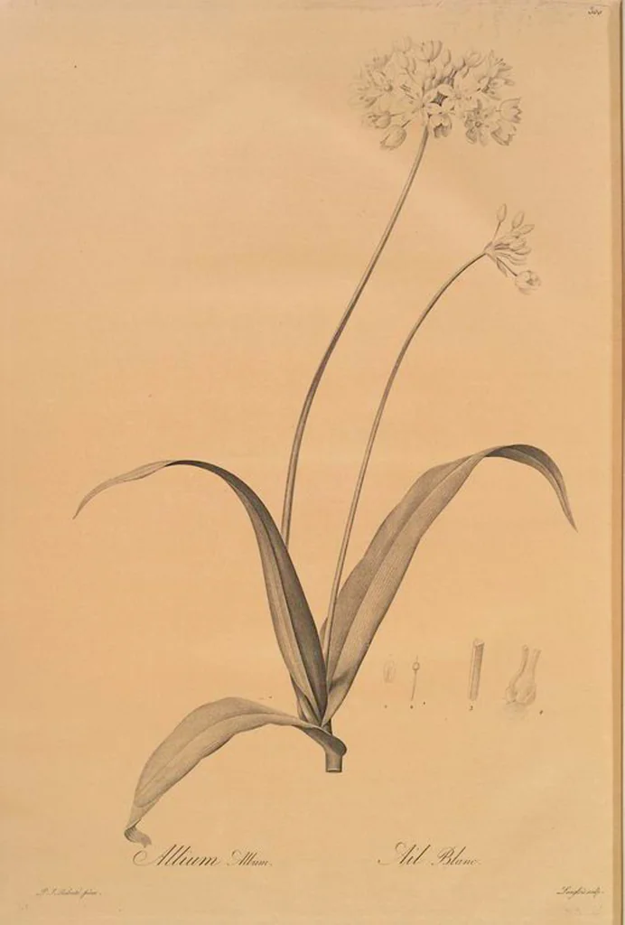 An illustration from Les liliacées, 1805, leaf 306