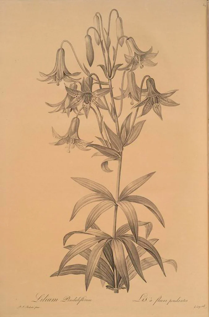 An illustration from Les liliacées, 1805, leaf 308