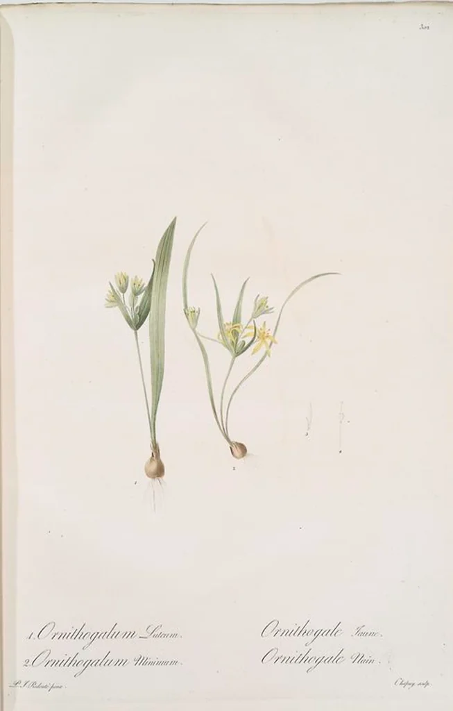 An illustration from Les liliacées, 1805, leaf 309