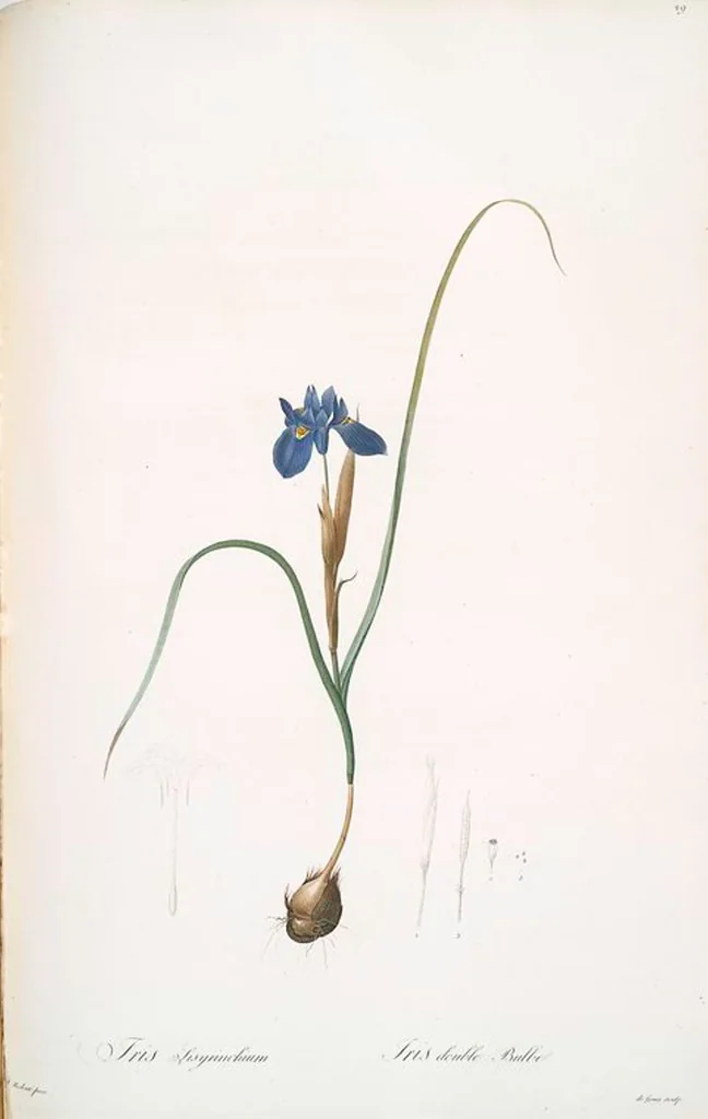 An illustration from Les liliacées, 1805, leaf 31