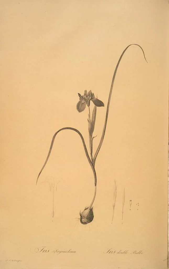 An illustration from Les liliacées, 1805, leaf 31