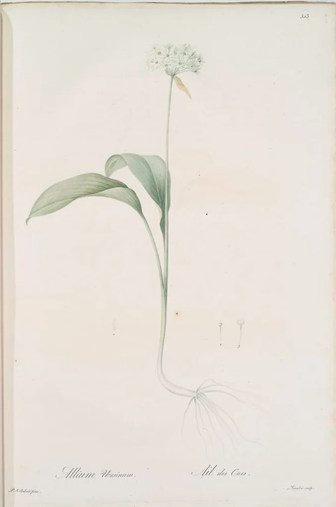 An illustration from Les liliacées, 1805, leaf 310