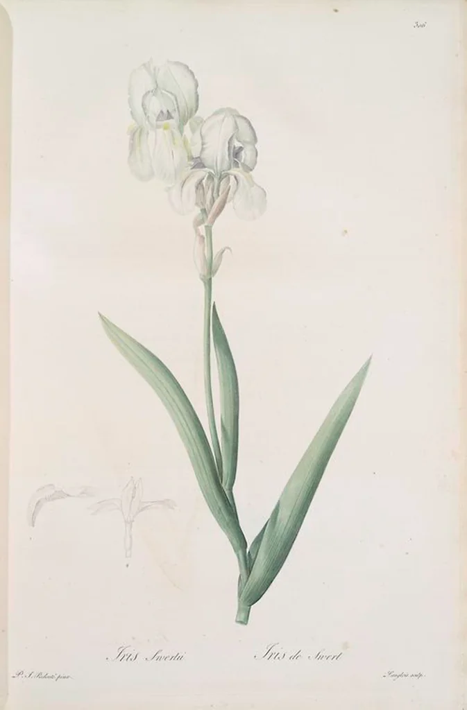 An illustration from Les liliacées, 1805, leaf 313
