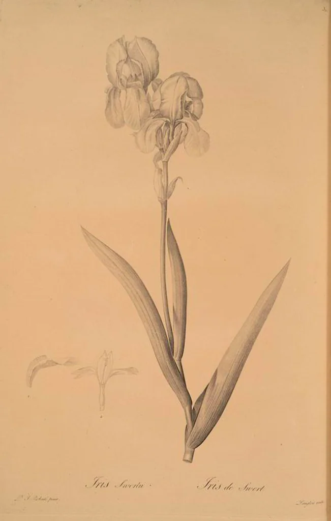 An illustration from Les liliacées, 1805, leaf 313