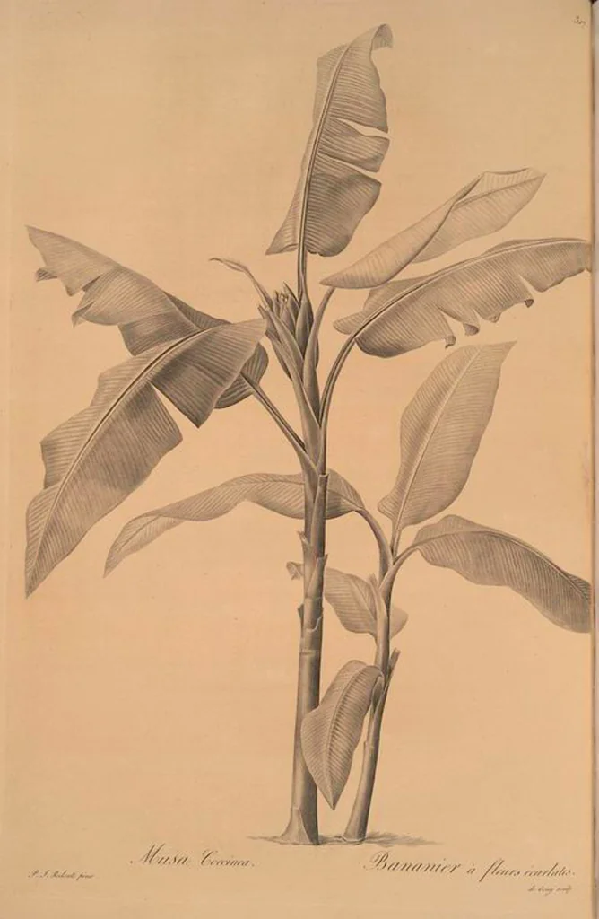 An illustration from Les liliacées, 1805, leaf 314