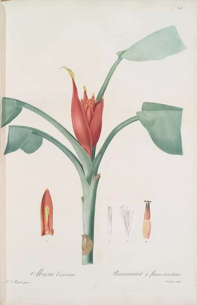 An illustration from Les liliacées, 1805, leaf 315