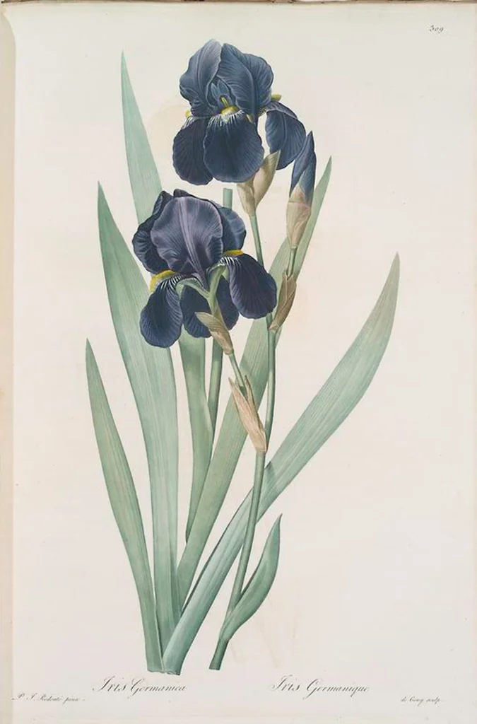 An illustration from Les liliacées, 1805, leaf 316