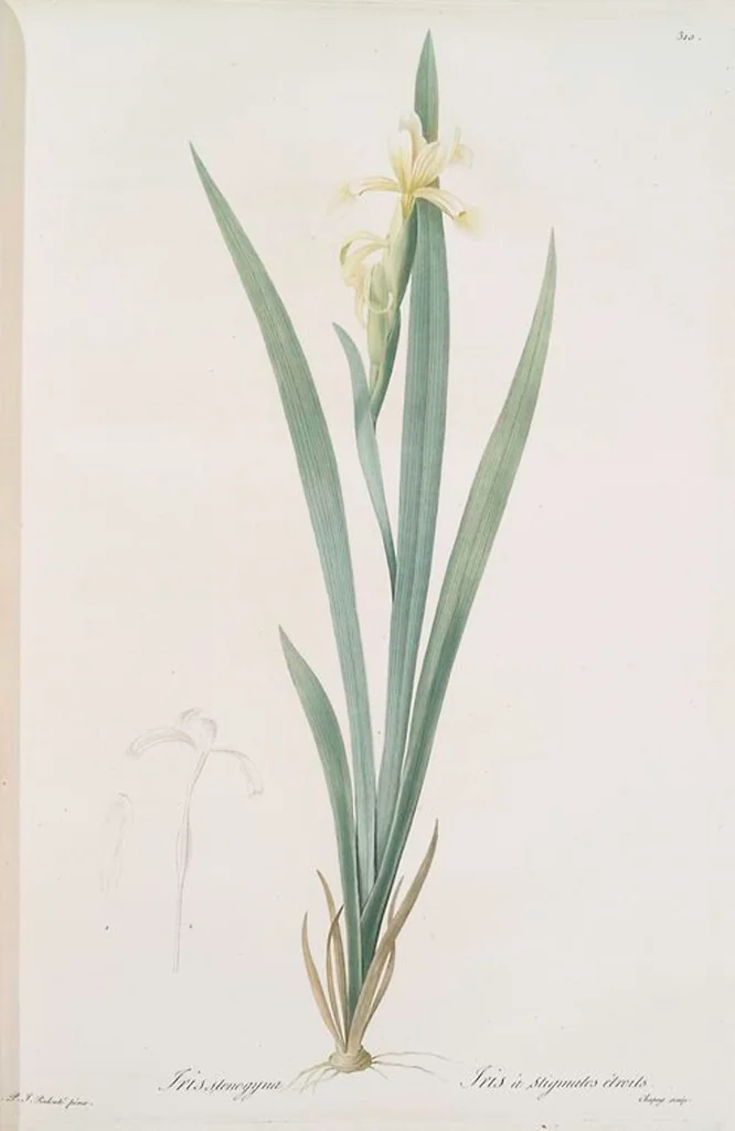 An illustration from Les liliacées, 1805, leaf 317