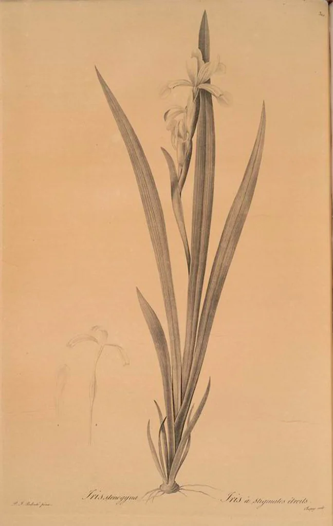 An illustration from Les liliacées, 1805, leaf 317
