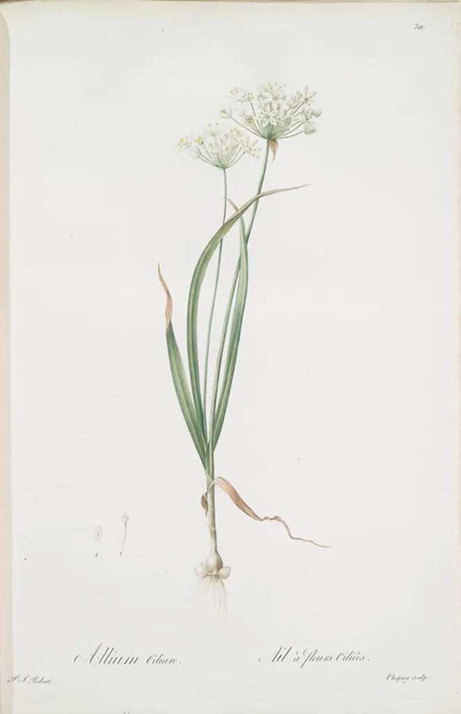 An illustration from Les liliacées, 1805, leaf 318