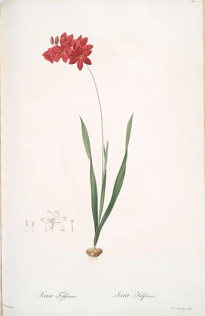 An illustration from Les liliacées, 1805, leaf 32